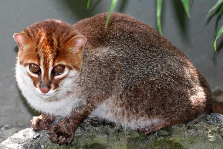 Nesli tükendi sanılan kedi türü 30 yıl sonra ortaya çıktı