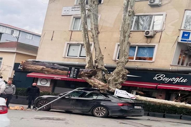 Sarıyer'de lodos dehşeti: Dev çınar otomobili ezdi, diğer araç saniyelerle kurtuldu