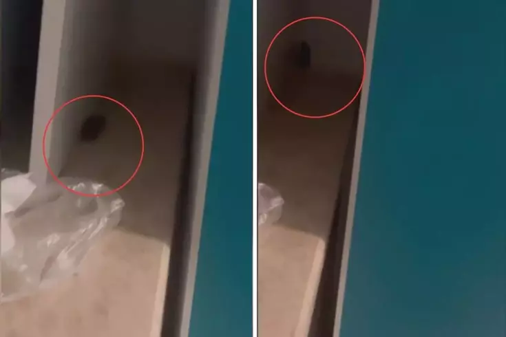 Skandal görüntüler! Hastanede fare görüldü, yönetimin aldığı önlem pes dedirtti