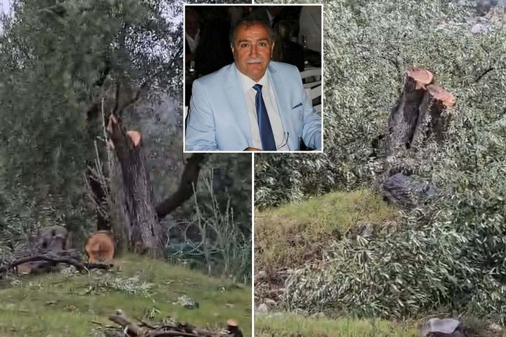 Milas'taki zeytinlik katliamında istifa geldi