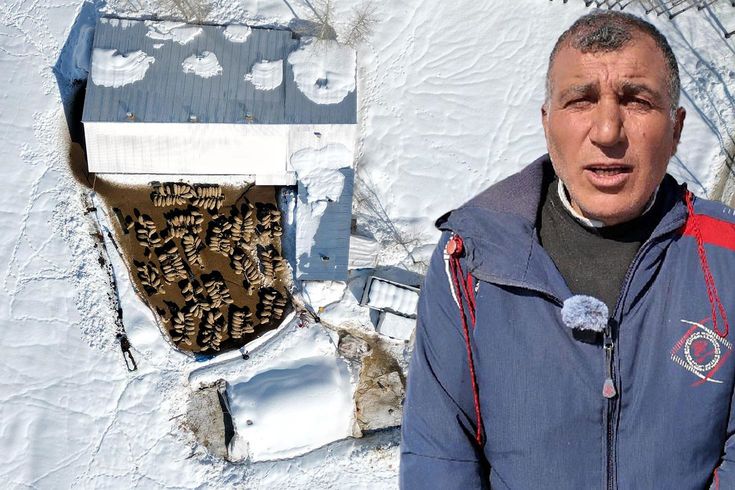 Köyüne döndü; 100 koyunu 4 yılda 680'e çıkardı