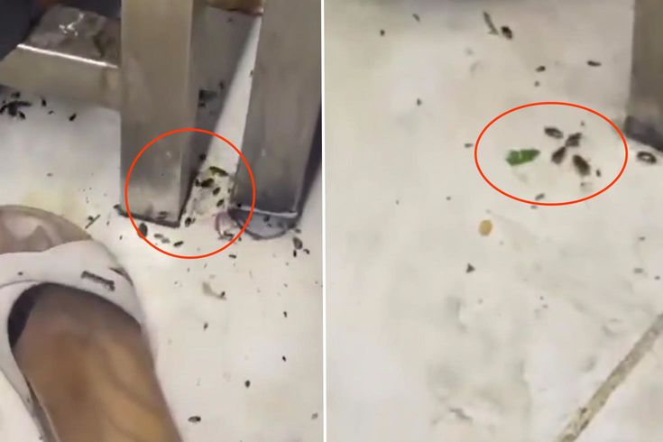 Her gün yüzlerce kişinin gittiği restoranda mide bulandıran görüntüler