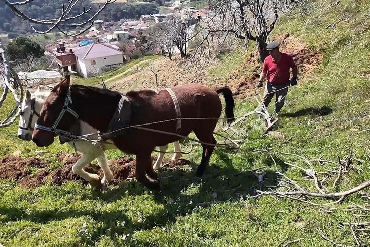 Aydın'da günlük 8 bin TL'ye at ile çift sürecek işçi bulunamıyor