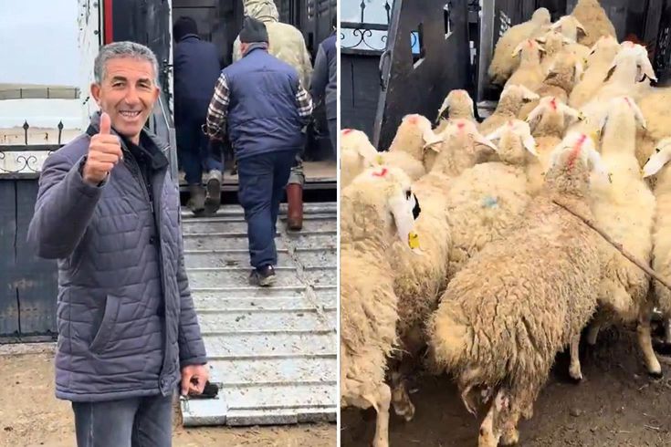 Koyun satın alırken Türkiye'de bir ilki gerçekleştirdi
