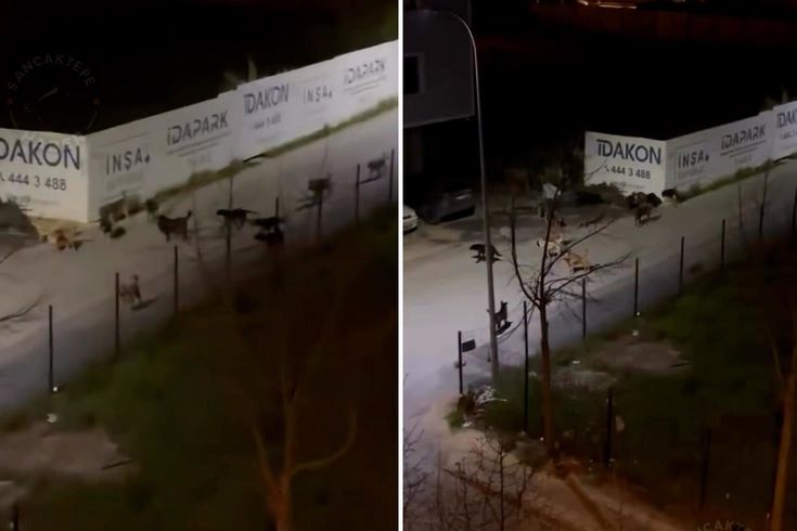 Sancaktepe'de ürküten manzara! Videoyu izleyenler belediye başkanını etiketledi
