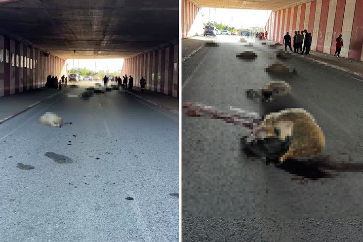 Hatay'da otomobilin çarptığı sürüdeki 17 koyun öldü