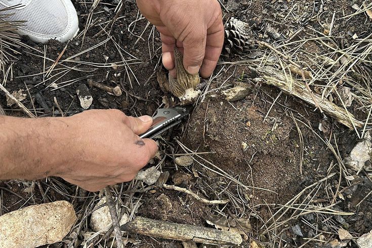 Kastamonu'da yanan ormanlık alanın küllerinden servet doğdu