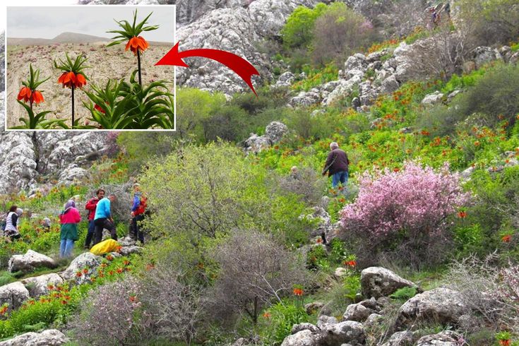 Afşin'de ters laleler açtı! Koparana 700 bin TL ceza