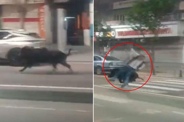 Batman'da kent merkezine inen yaban domuzu 3 kişiyi yaraladı
