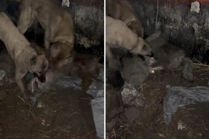 Ahıra girmeye çalışan kurt, kangallara yakalanınca bedelini ağır ödedi