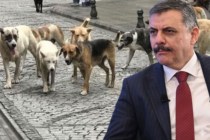 Bakan Çiftçi, sokak hayvanları sorununun tamamen çözümü için tarihi verdi