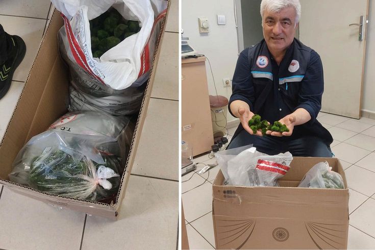 Kapıkule'de şaşkına çeviren operasyon: Yolcu otobüsünde 2 bin adet canlı yeşil alg ele geçirildi