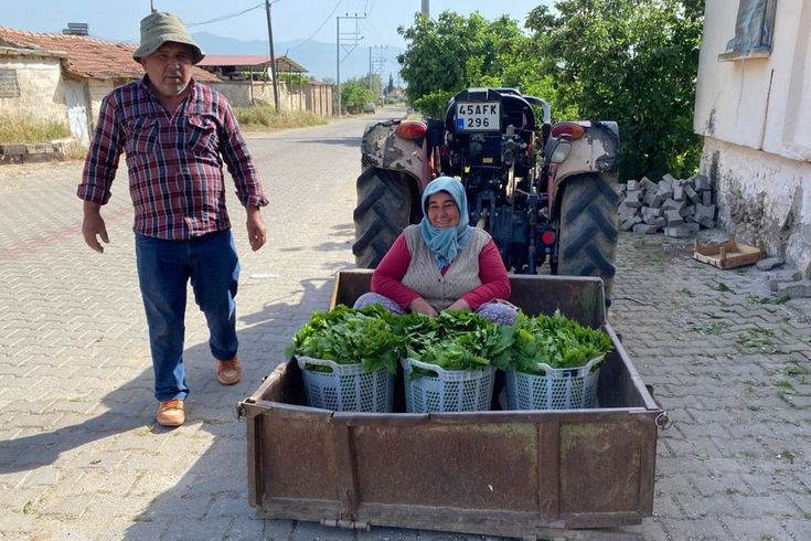 Üzümden önce yaprağı kazandırdı: Kapış kapış gidiyor