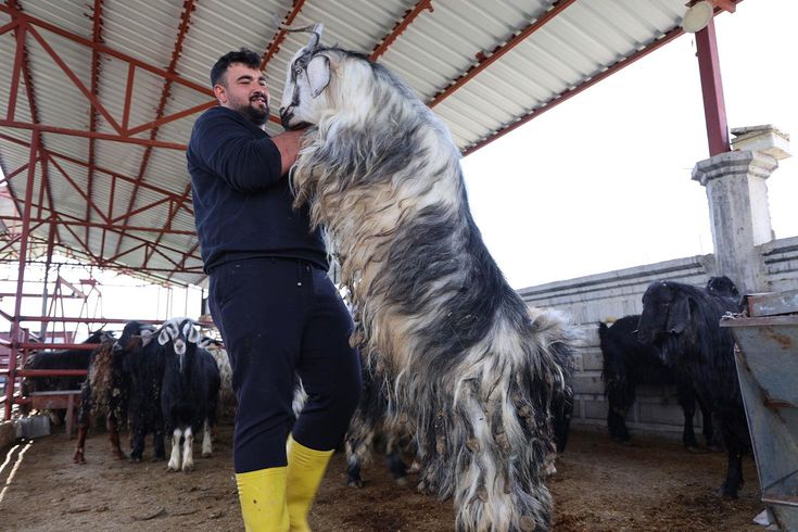 Kurban mesaisinde 'rekor' heyecanı: 140 kilogramlık dev keçi