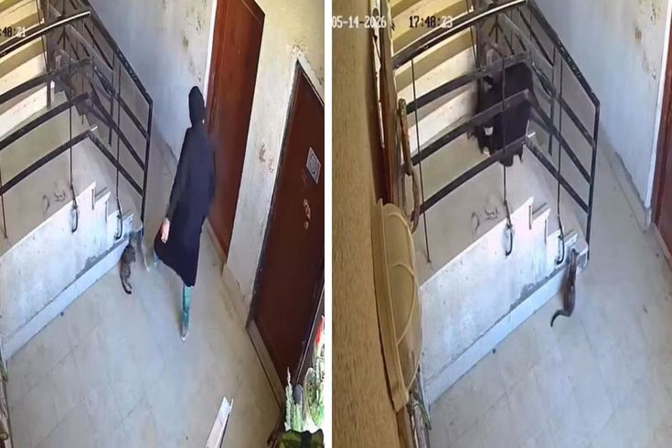'İlahi adalet' hemen tecelli etti: Kediye yaptıklarından sonra yere kapaklandı
