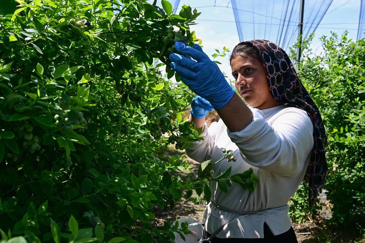 'Süper meyve' için 14 ülke Türkiye'nin kapısında sıraya girdi: İhracat rekoru bekleniyor