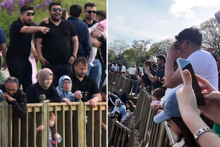 Dünyada sadece Türkiye'de var! İzlemek için 40 bin kişi ilçeye akın etti