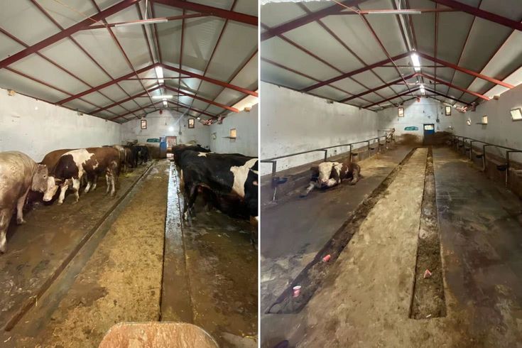 Rakam inanılmaz! İşte bütün kurbanlıklarını satan besicinin 1 yılda kazandığı para