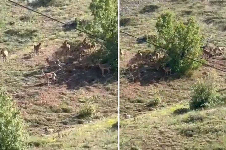 Elazığ'da koruma altındaki dağ keçileri sürü halinde görüntülendi