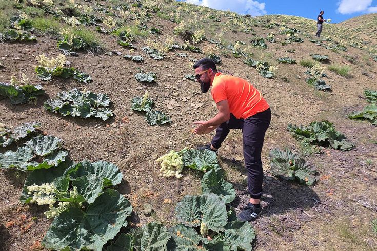 Yayla muzunu vatandaş kendi topluyor