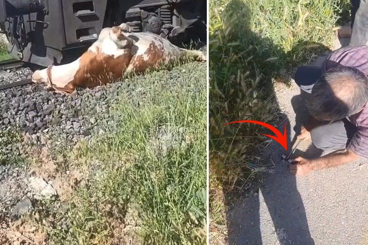 İneğin sahibi bağırarak yardım istedi, eline bıçağı alan olay yerine koştu