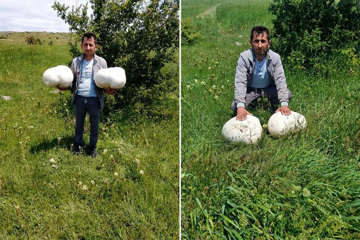 Sivas’ta dev keşif: Muhtarın bulduğu 20 kiloluk mantar şaşırttı