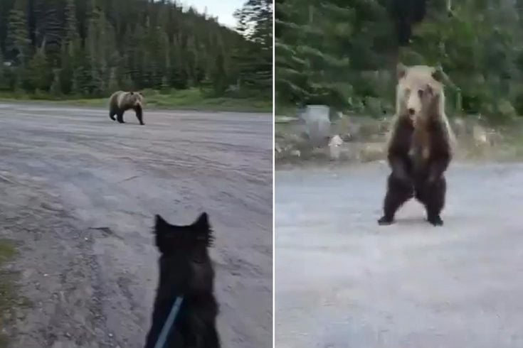 Dünya bu cesareti konuşuyor! Boz ayı ile burun buruna gelen kadını, akıllıca hamlesi hayatta tuttu