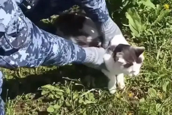 Rusya’da cezaevine uyuşturucu taşıyan kedi yakalandı