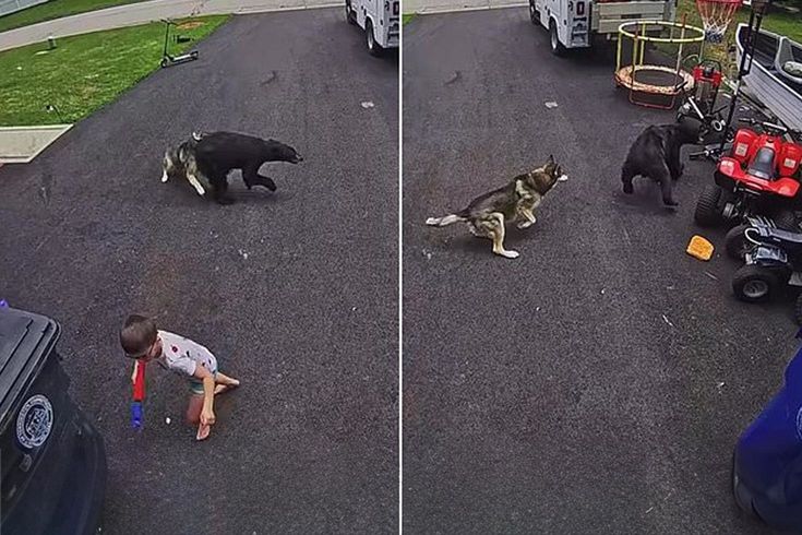 6 yaşındaki çocuğu ayı saldırısından köpeği kurtardı