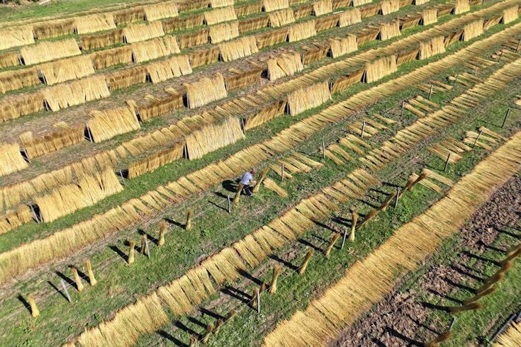 Kızılırmak Deltası'nda 'goga otu' çiftçiye gelir kapısı oldu