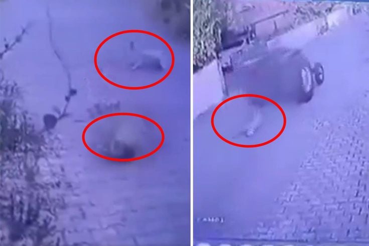 Dikili'de köpeklere ateş açan şüpheli tutuklandı