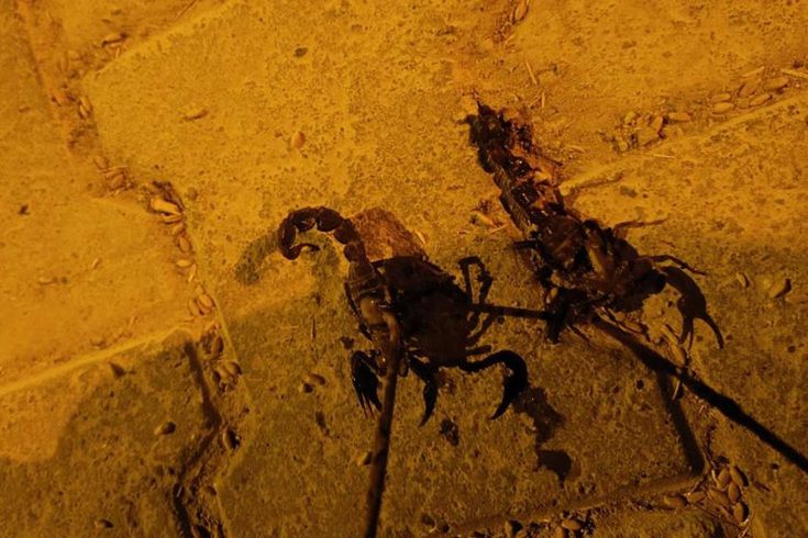 Sıcaklıklar arttı, istila başladı