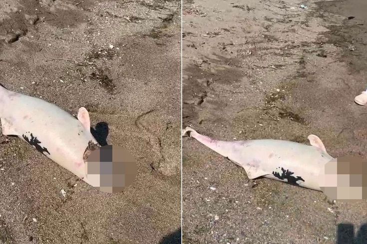Boğazda kıyıya vuran yunuslar halkı tedirgin etti