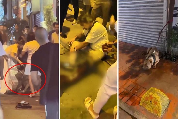 Beyoğlu sokakları kana bulandı! Pitbull saldırdı, sahibi bıçaklandı