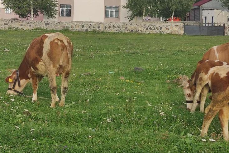 Mahallede kuduz alarmı! Giriş çıkışlar yasaklandı, karantina başladı