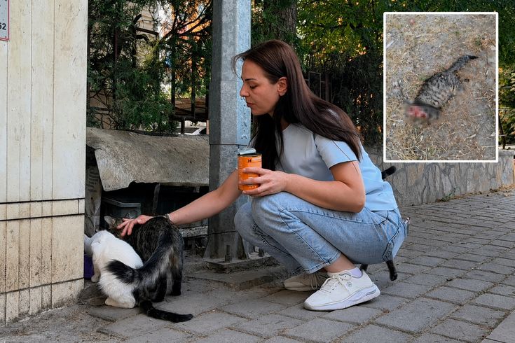 Kütahya'da vahşet: Sokak kedisinin başını ve ayaklarını kesip apartmanın önüne bıraktılar
