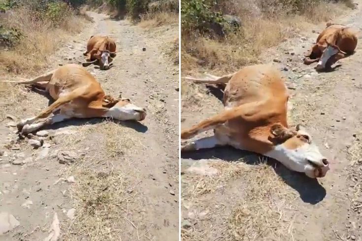 Emeği, gözlerinin önünde böyle yok oldu: Eli bıçak tutan herkes gelsin