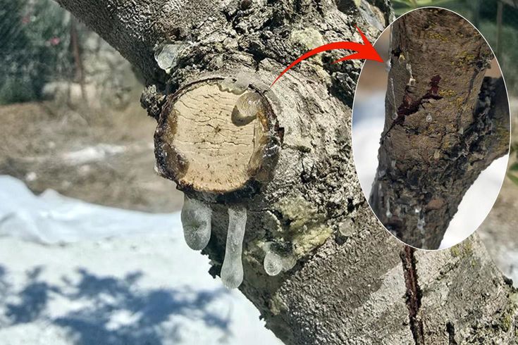 11 yıllık sabır meyvesini verdi! Kilosunu 35 bin liradan satıyorlar