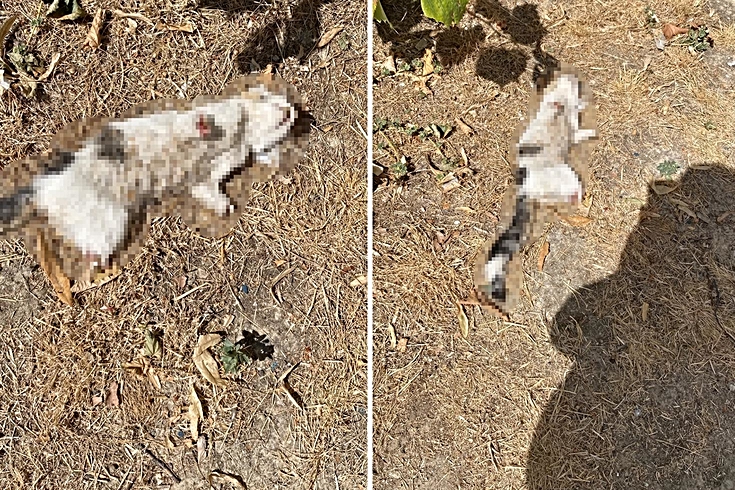 Kütahya'da esnafın beslediği kedi, bacakları kesilmiş halde bulundu