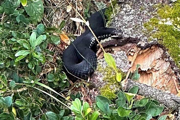 Mantar toplamaya gittiler, nadir görülen baran engereği ile karşılaştılar