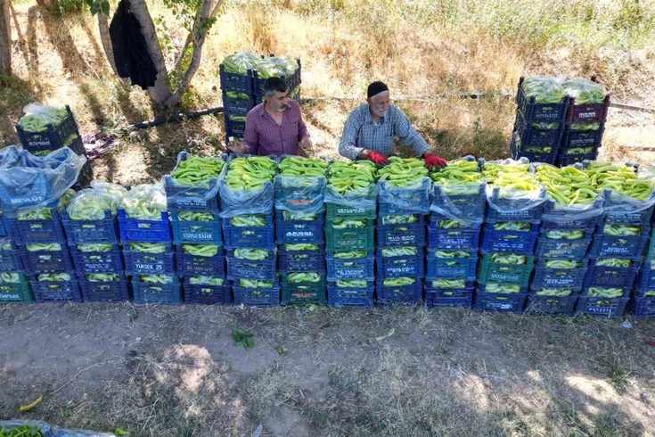 86 yaşında günde 6 ton biber üretiyor! Ahmet Can'ı her sabah camına vuran kuş kaldırıyor