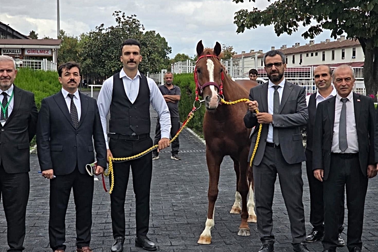 Tek bir taya 8 milyon 750 bin lira! Veliefendi'deki ihalede 13 elit tay 51,6 milyon liraya satıldı