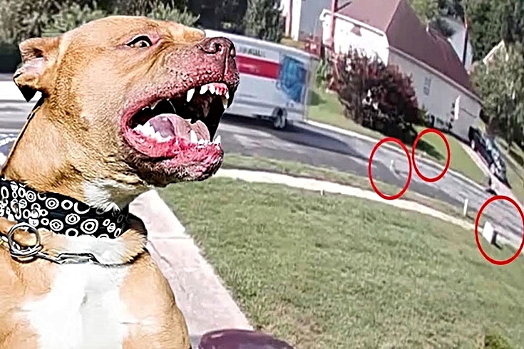 Kamyon kasasından düşen 7 pitbull cinsi köpek çevredeki insanlara saldırdı: 4 yaralı