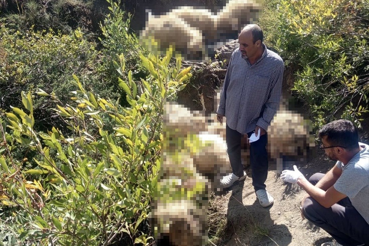 Tunceli Ovacık'ta yaylada paniğe kapılan sürüdeki izdiham 40 koyunu telef etti