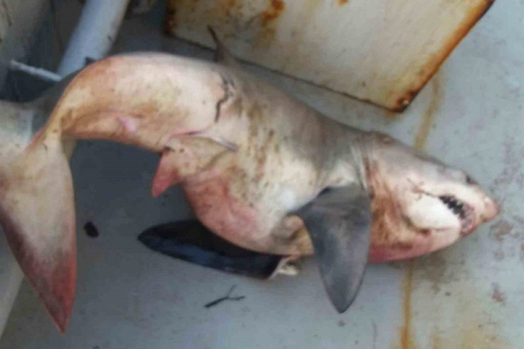 Saros'ta ağları toplayan balıkçılar orkinos sandı! Tekneden 65 kiloluk köpek balığı çıktı