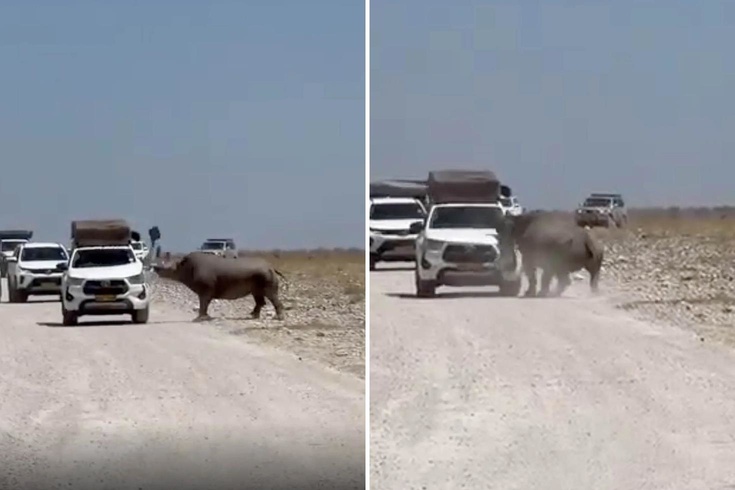 Turistlerin yüreği ağzına geldi! Bir tonluk dev hayvan arabayı parçalıyordu