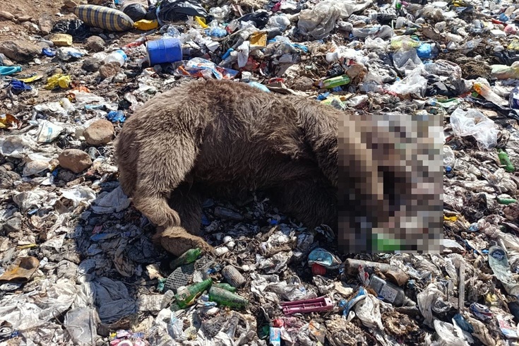 Bingöl'de vahşet! Çöplükte 3 bozayı başından ve sırtından vurulmuş halde bulundu