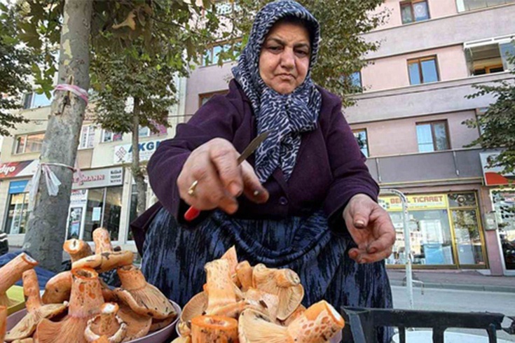 Ormanda bedava, pazarda kilosu 600 lira! Kova kova topluyorlar