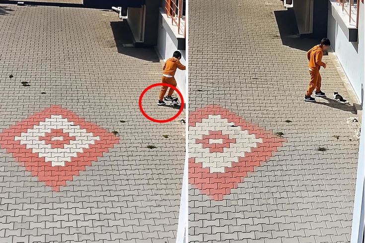 Kediye işkence anları kamerada