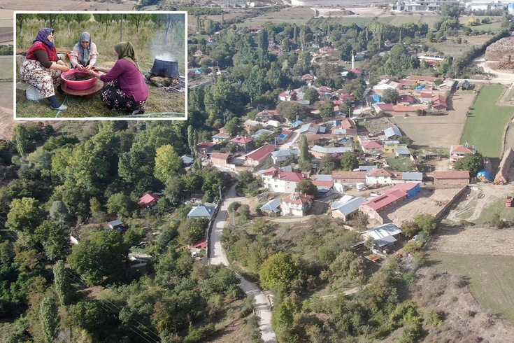 Osmanlı mutfağının vazgeçilmez meyvesi üryani eriğinin hasadı başladı